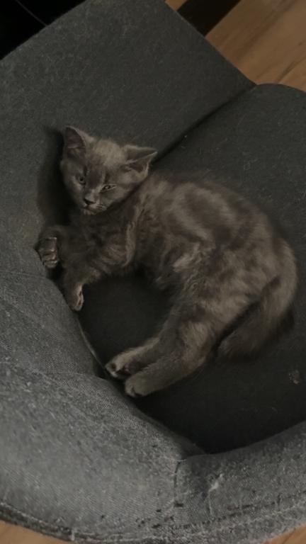 Himalayan Grey Kitten photo 4