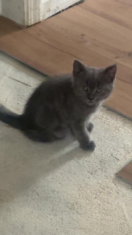 Himalayan Grey Kitten photo 5