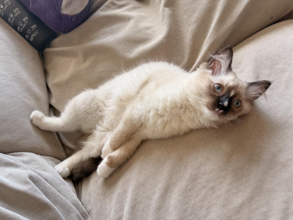 Stella photo 2