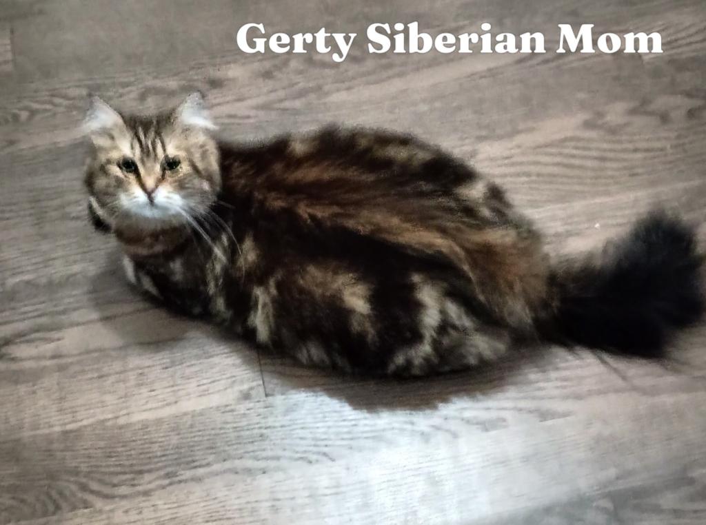 Siberian Kittens By Gerty And Jonsey photo 5