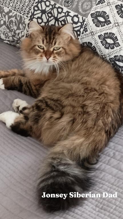 Siberian Kittens By Gerty And Jonsey photo 2