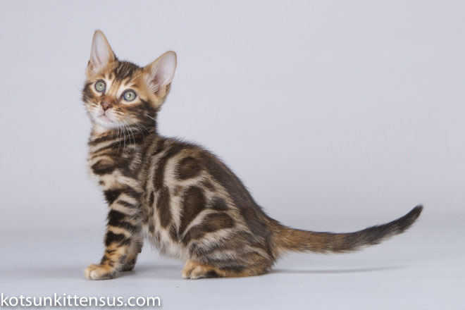 Lap Leopard Eldizo Bengal Baby Boy Brown Tabby photo 7