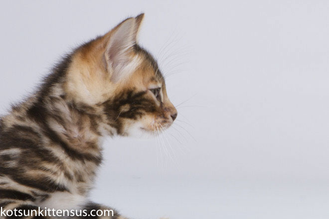 Lap Leopard Eldizo Bengal Baby Boy Brown Tabby photo 2