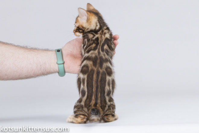 Lap Leopard Eldizo Bengal Baby Boy Brown Tabby photo 11
