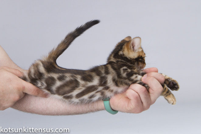 Lap Leopard Eldizo Bengal Baby Boy Brown Tabby photo 8