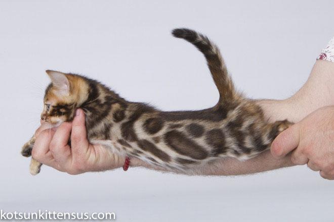 Lap Leopard Eldizo Bengal Baby Boy Brown Tabby photo 9