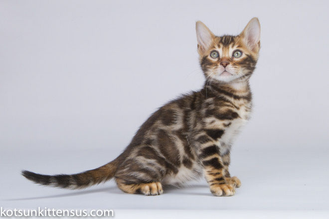 Lap Leopard Eldizo Bengal Baby Boy Brown Tabby photo 5