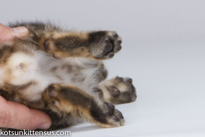 Lap Leopard Eldizo Bengal Baby Boy Brown Tabby photo 4