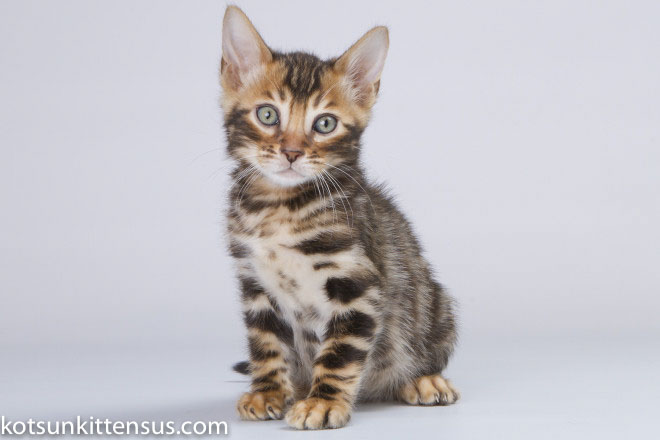 Lap Leopard Eldizo Bengal Baby Boy Brown Tabby photo 6