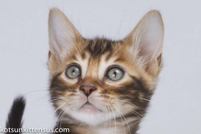 Lap Leopard Eldizo Bengal Baby Boy Brown Tabby photo 3