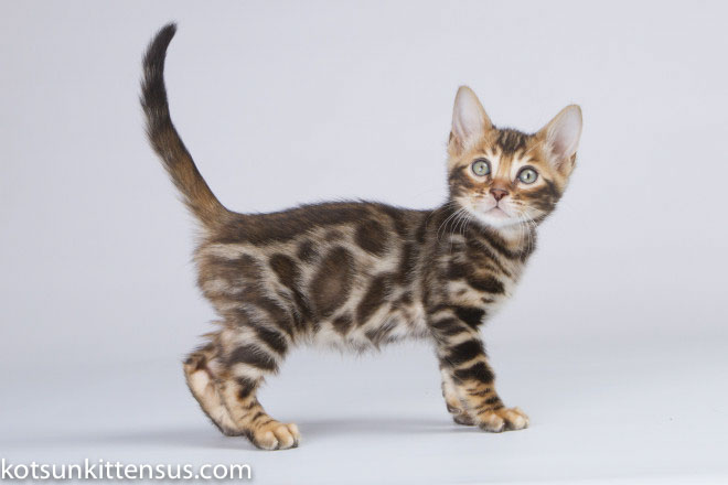 Lap Leopard Eldizo Bengal Baby Boy Brown Tabby photo 10