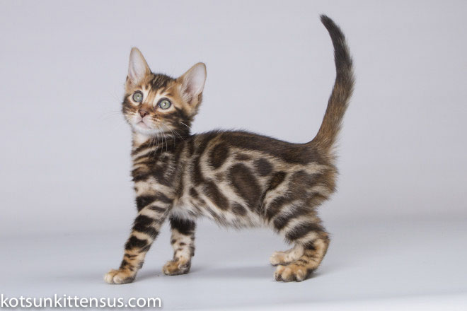 Lap Leopard Eldizo Bengal Baby Boy Brown Tabby photo 1