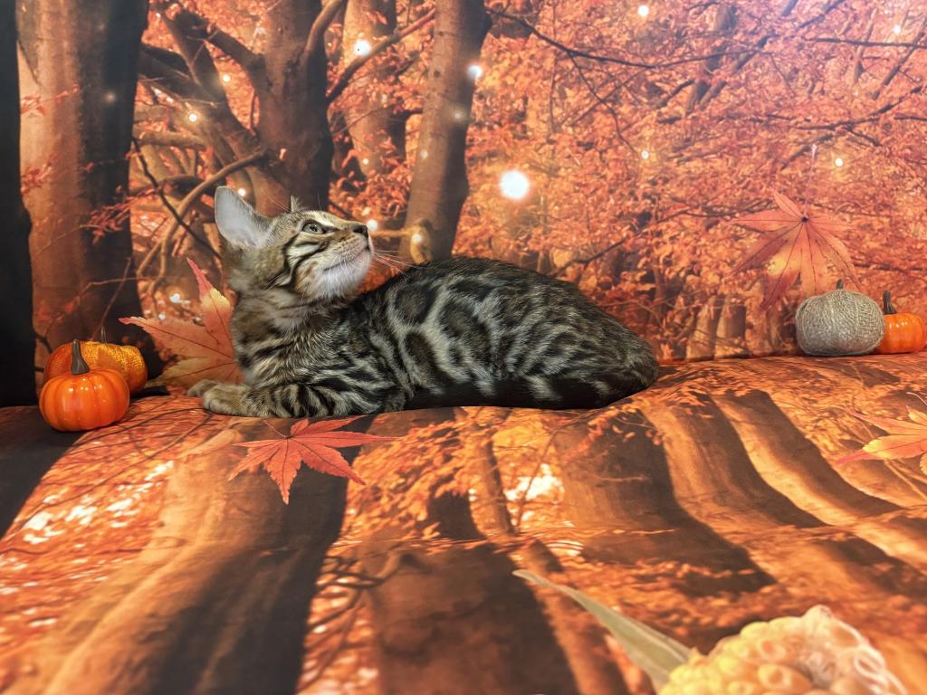 Sahara Male 1 photo 4