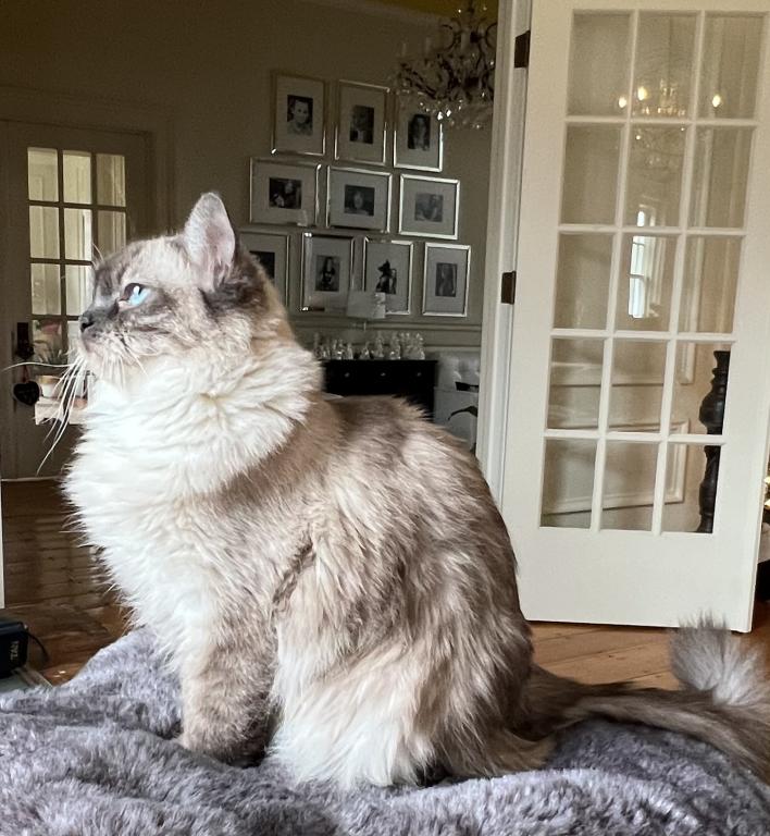 Charlotte TICA Registered Ragdoll photo 2