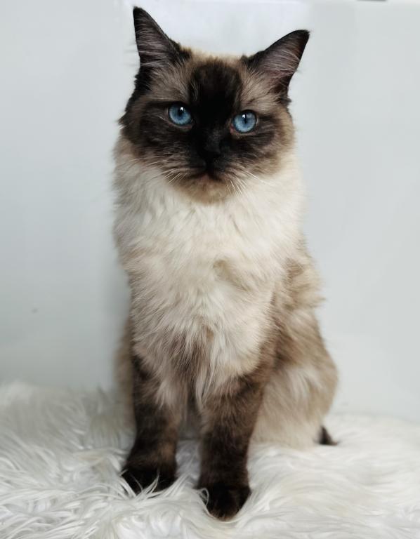 Charlotte TICA Registered Ragdoll photo 5