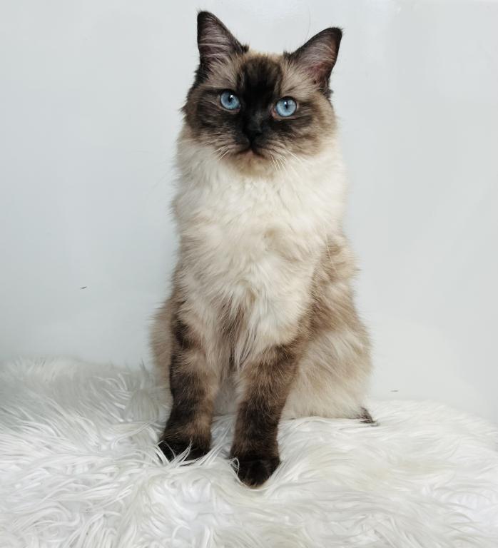 Charlotte TICA Registered Ragdoll photo 7