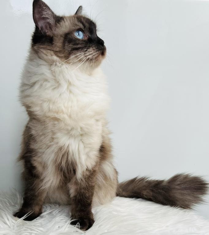 Charlotte TICA Registered Ragdoll photo 8