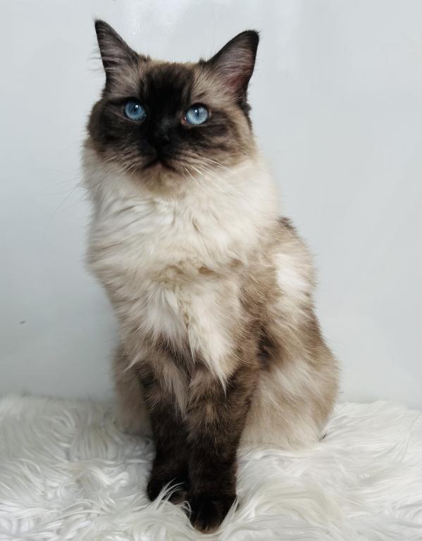 Charlotte TICA Registered Ragdoll photo 4
