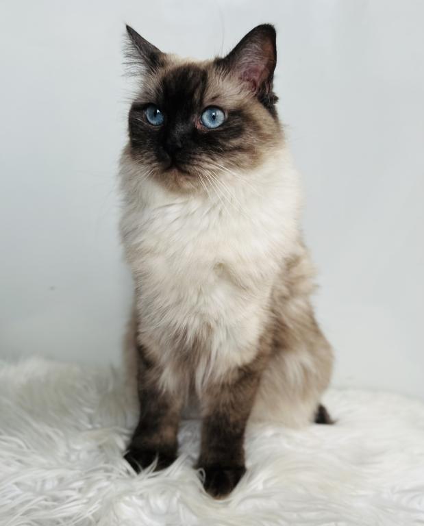 Charlotte TICA Registered Ragdoll photo 3