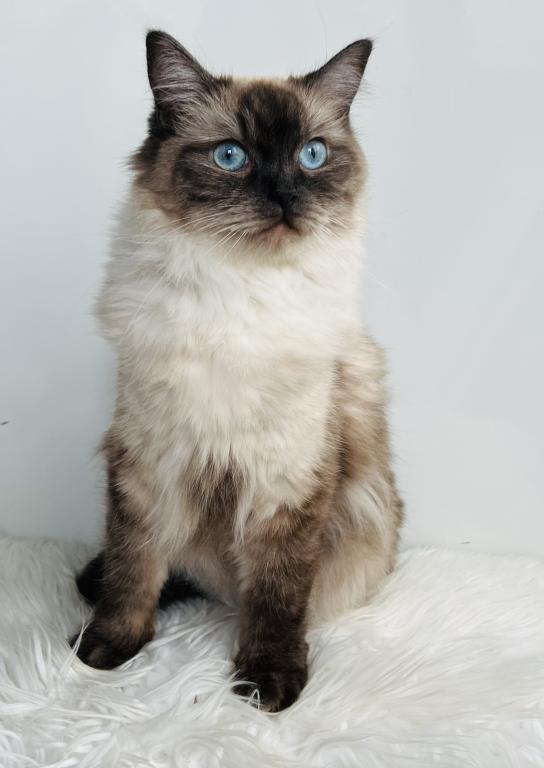 Charlotte TICA Registered Ragdoll photo 1
