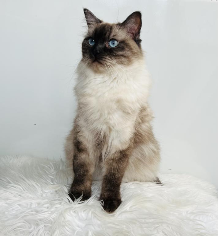 Charlotte TICA Registered Ragdoll photo 6
