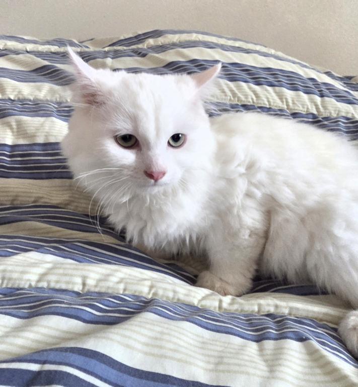 Ragdoll Kittens photo 5