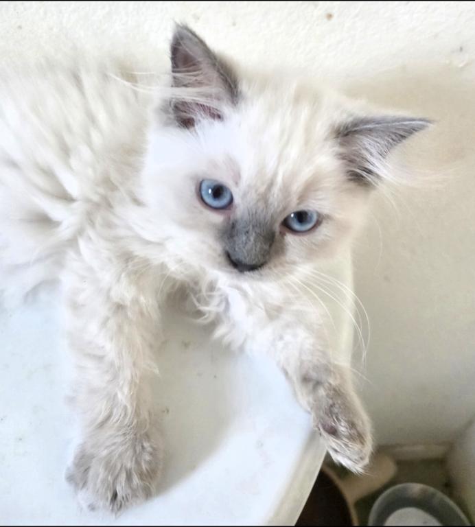 Ragdoll Kittens photo 3