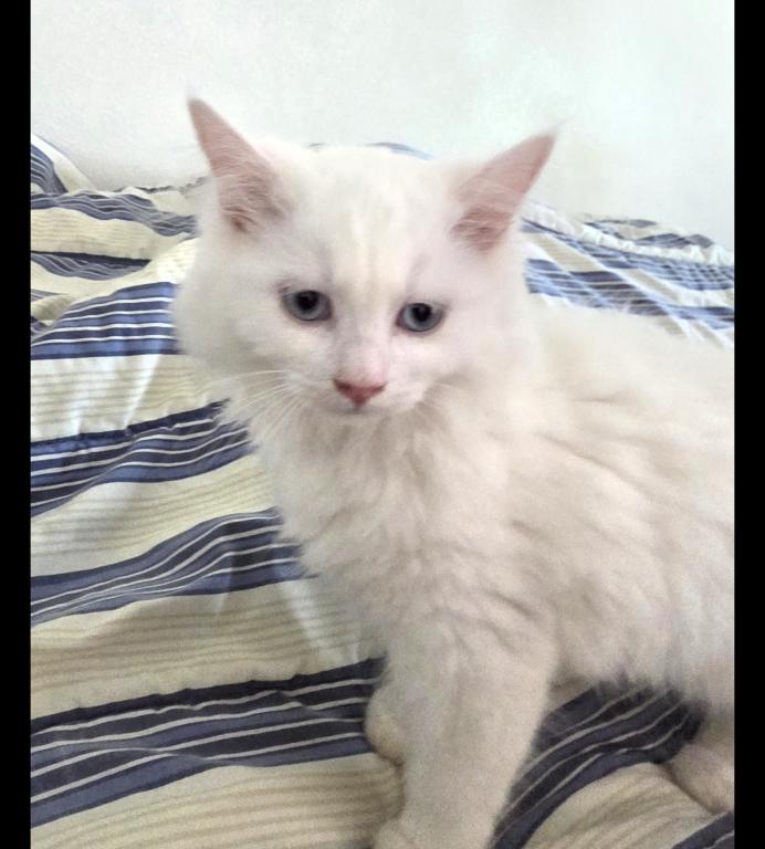 Ragdoll Kittens photo 2