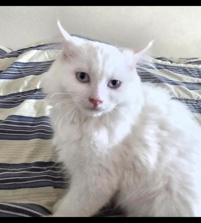 Ragdoll Kittens photo 1