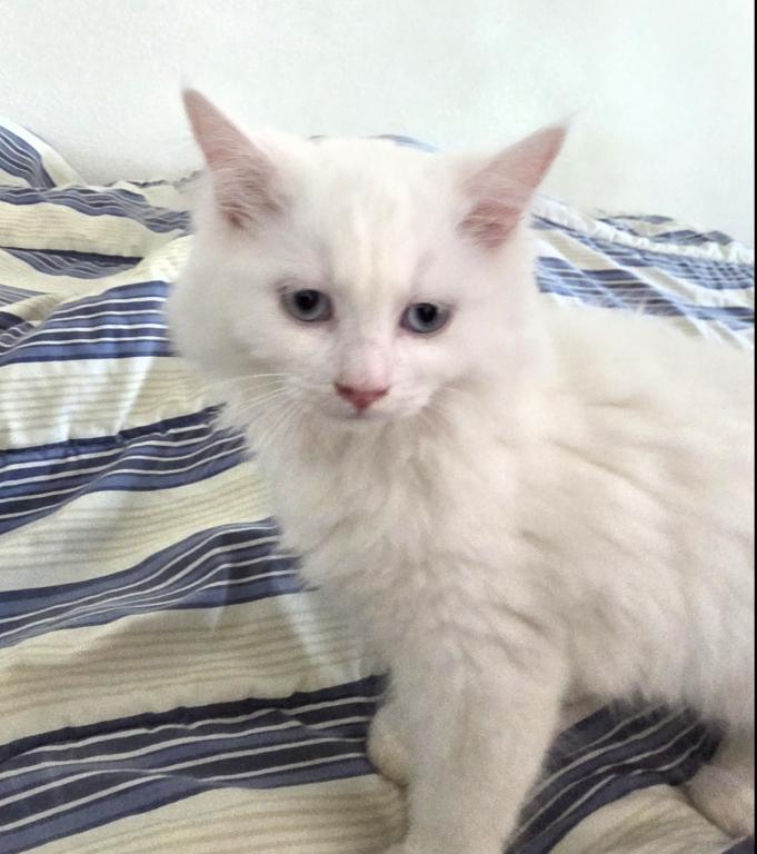 Ragdoll Kittens photo 4