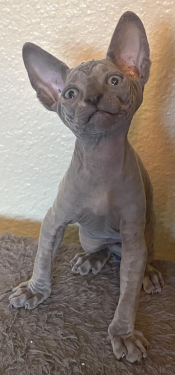 Luna's Litter photo 4