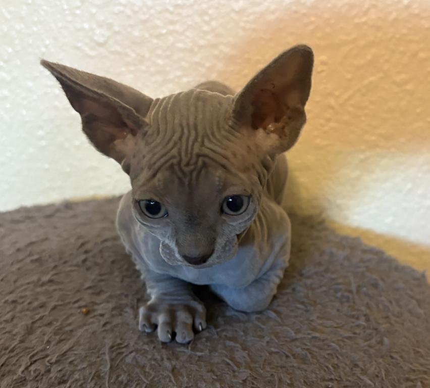 Luna's Litter