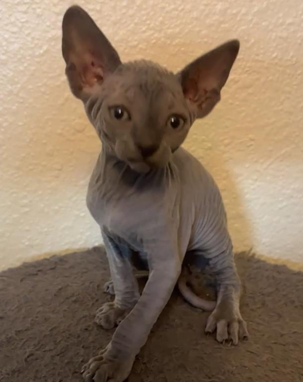 Luna's Litter photo 2