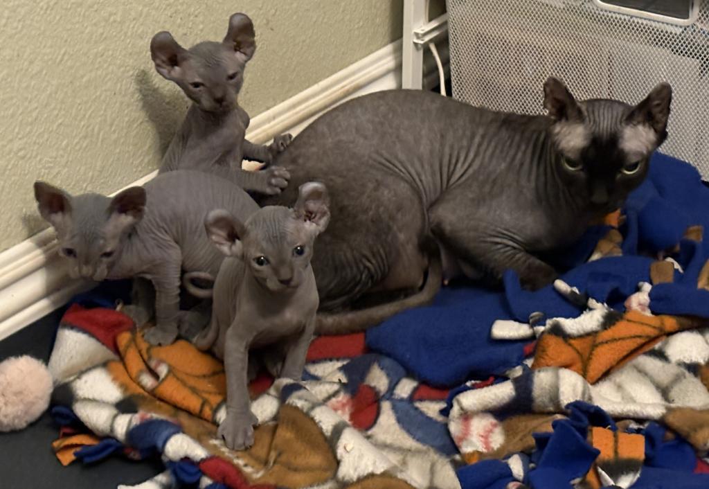 Luna's Litter photo 3