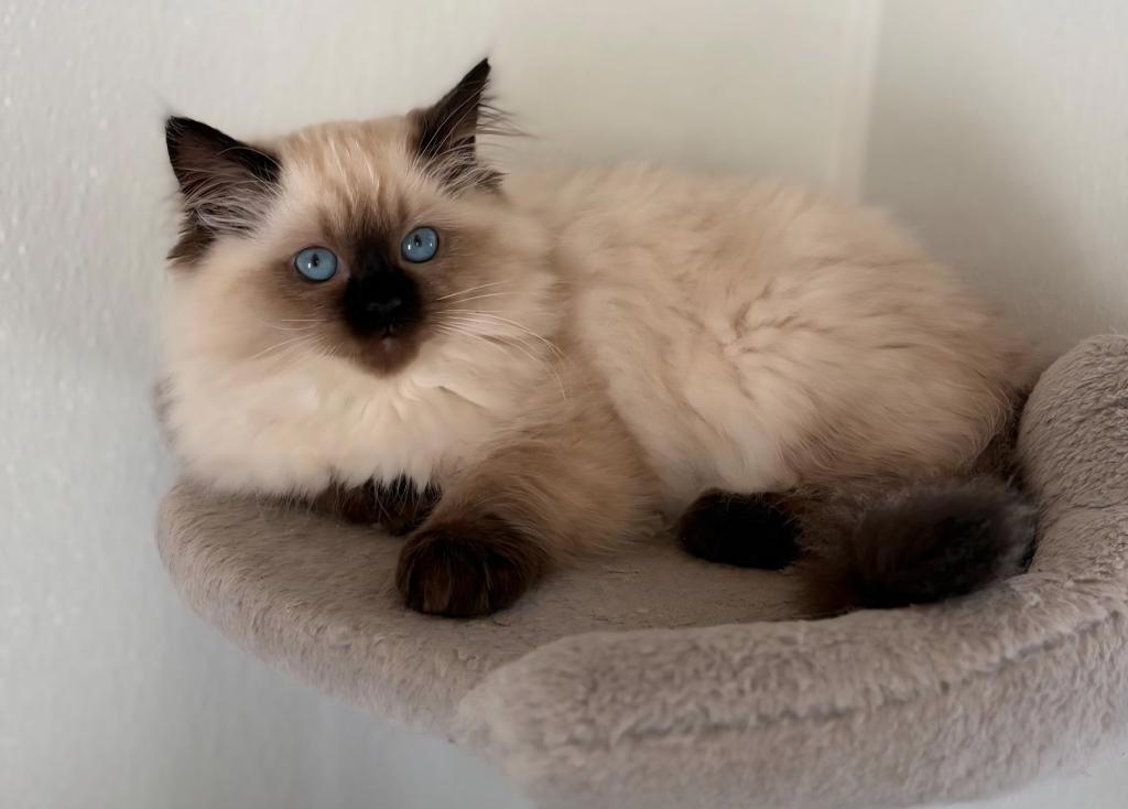 Seal Point Ragdoll Boy photo 1