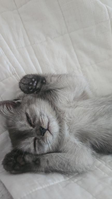 Shyla photo 3