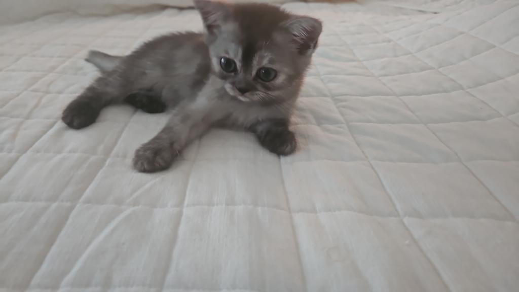 Shyla photo 1
