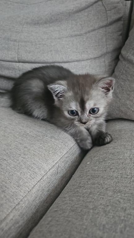Shyla photo 8