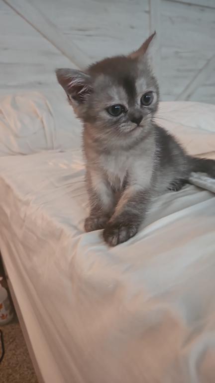 Shyla photo 9