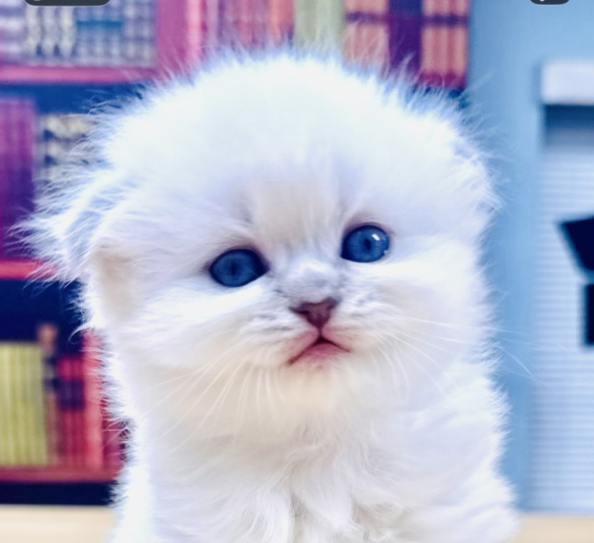 Sweetie photo 1