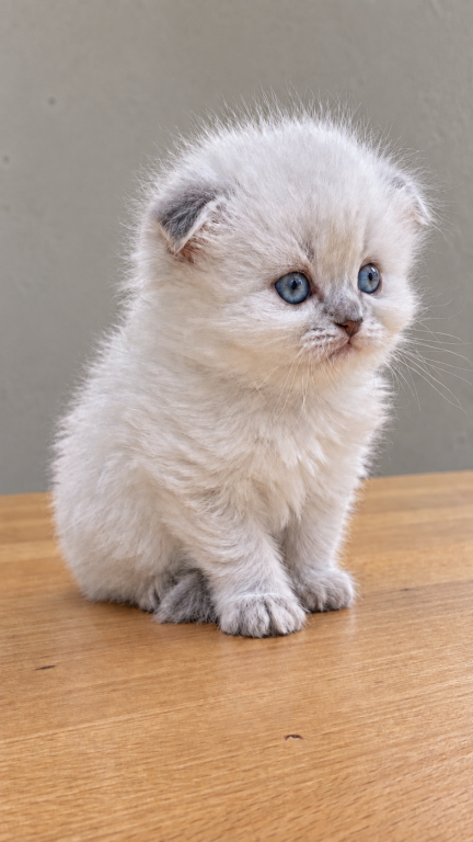 Sweetie photo 4