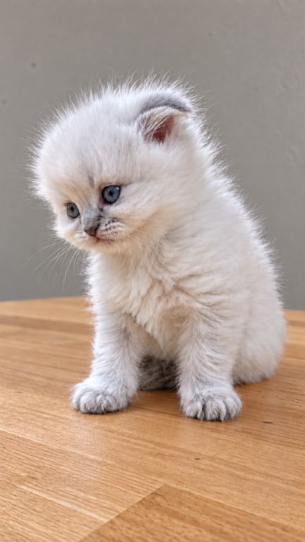 Sweetie photo 3