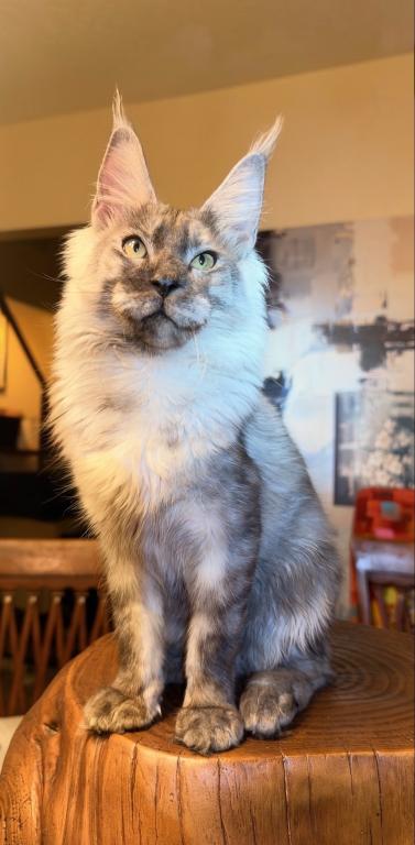 Gorgeous Zeus photo 1