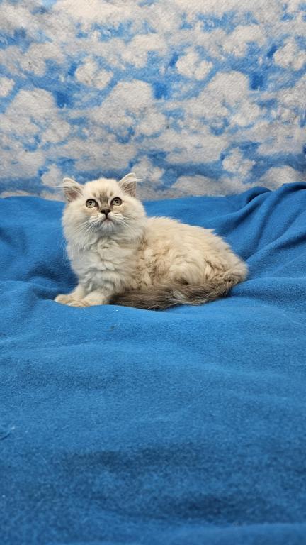 Tizzy Female photo 5