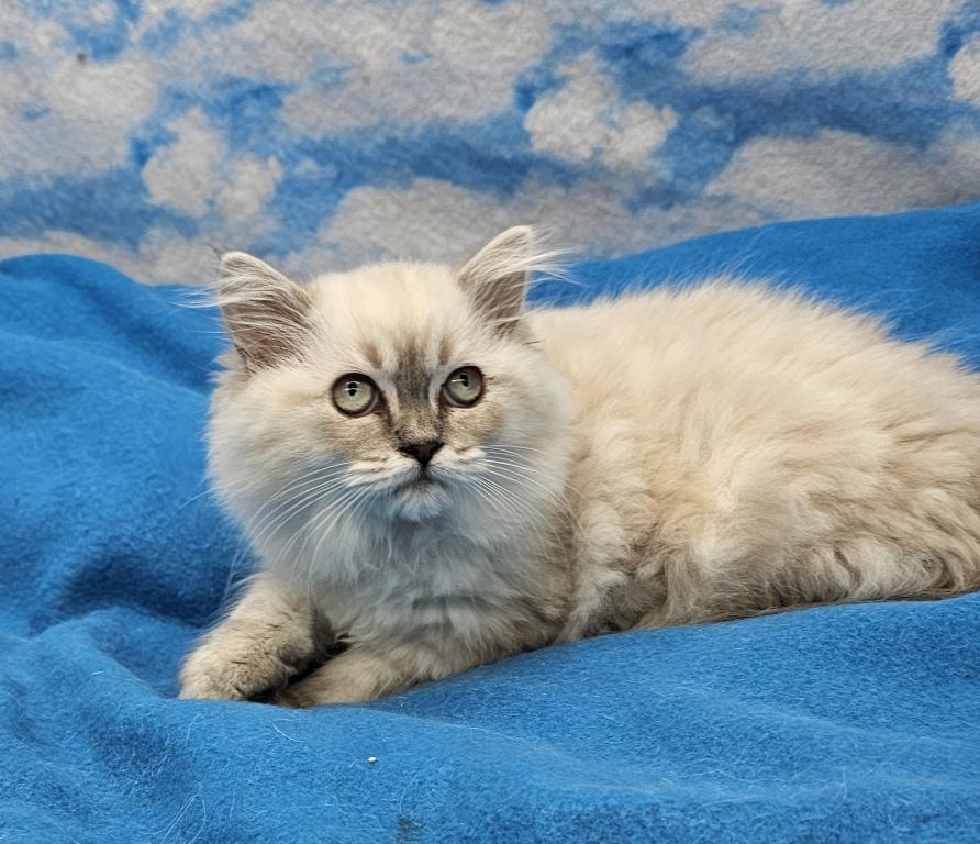 Tizzy Female photo 4