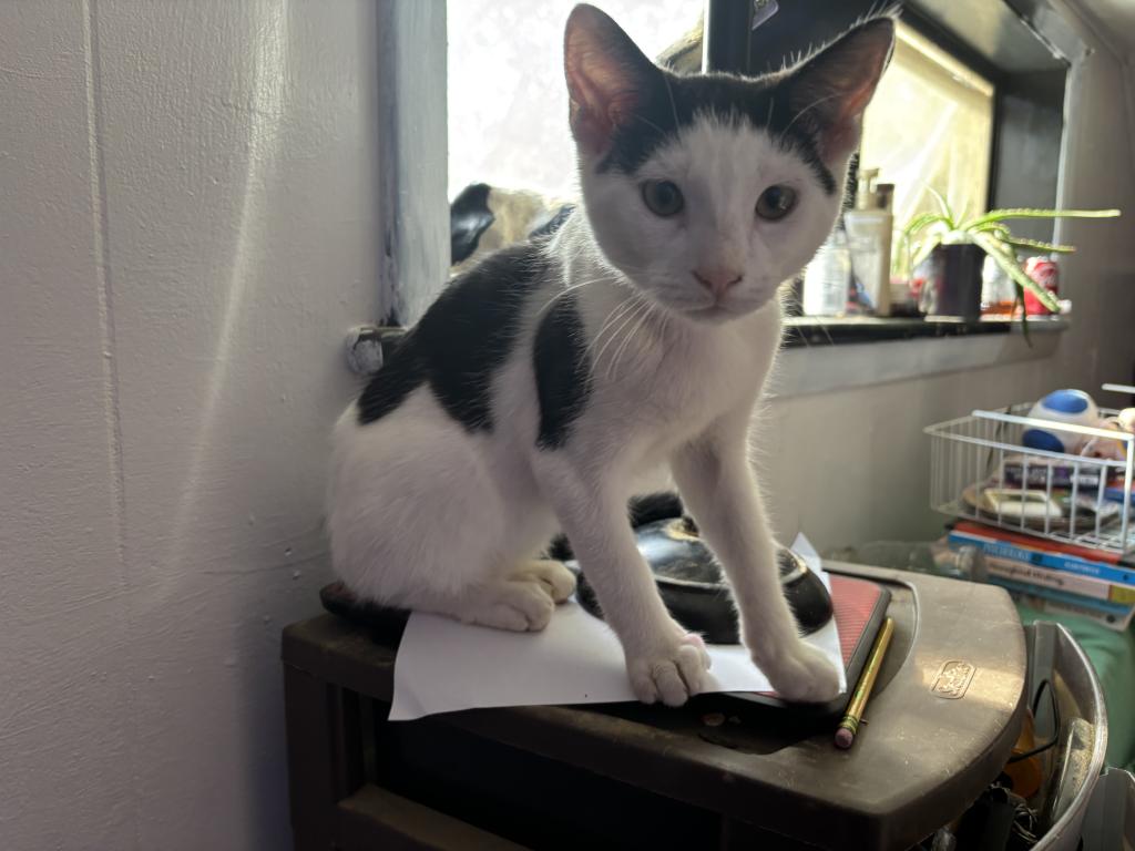 Moo photo 4