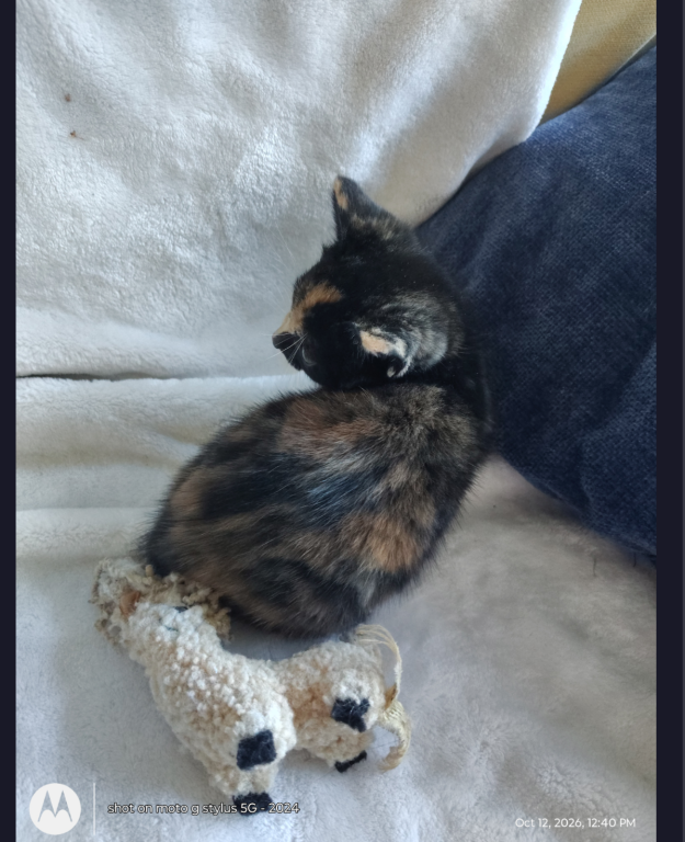 Mimi photo 1