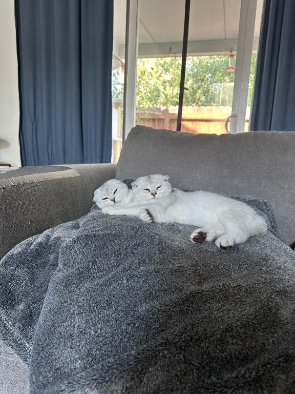 Two Scottish Folds Left photo 3