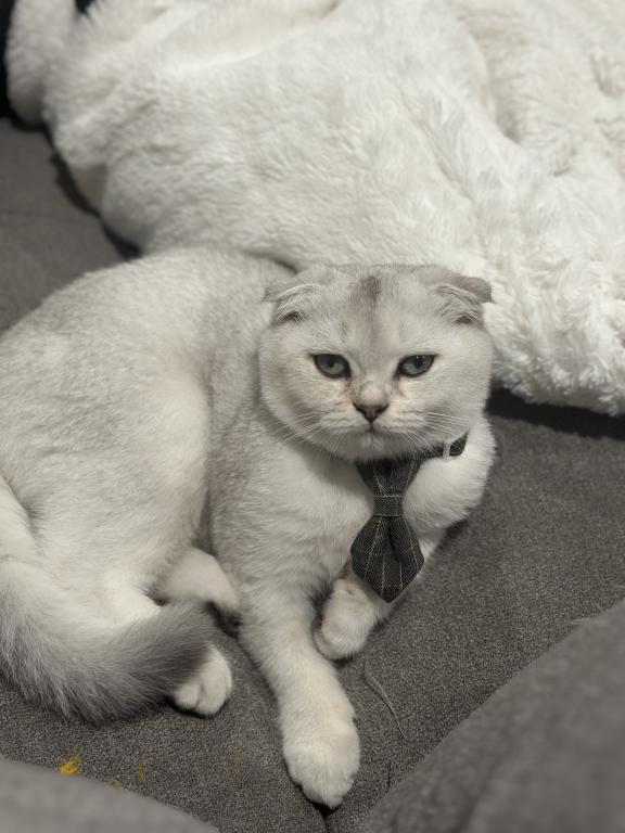 Two Scottish Folds Left photo 1