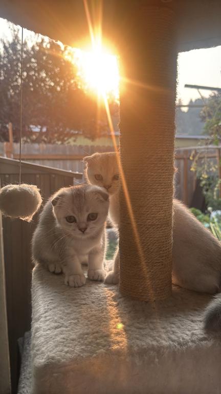 Two Scottish Folds Left photo 2